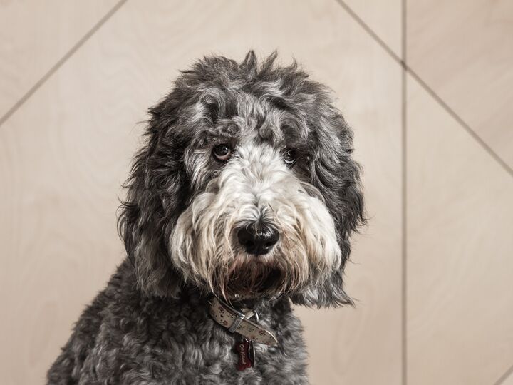 A large shaggy haired dog sits patiently.